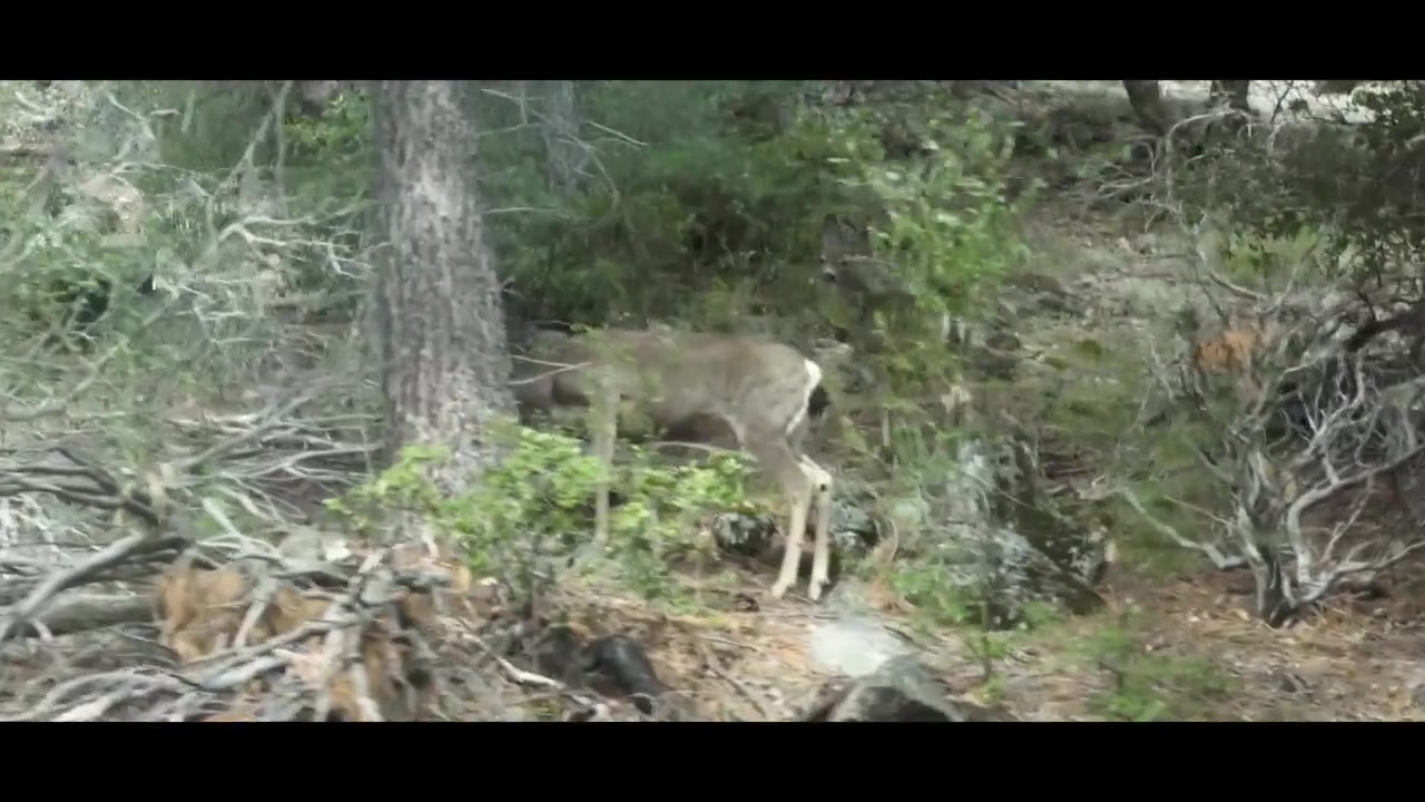 cindo main ama bule (7) [ TG @doodstreamRedLion ]